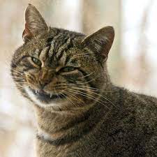 Funny Cats Funny Cats Reaction Funny Animals Funny Cats Cats