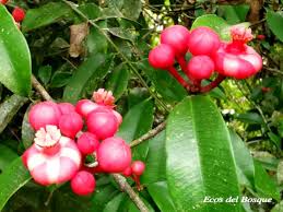 Image result for Symphonia globulifera