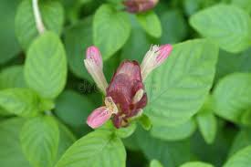 Image result for Justicia sp. A cf. engleriana