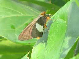 Image result for Sphedamnocarpus pruriens