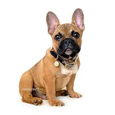 Wisconsin french bulldog rescue group directory. French Bulldog Puppies Wisconsin Breeders Pets Lovers