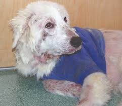 Image result for scabies dogs detail