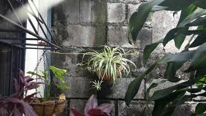 Pin En Mis Plantas