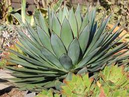 Retrouvez tous nos conseils et astuces pour entretenir au mieux nos bouquets et plantes. La Rocaille Et Les Plantes Grasses Nos Fiches Conseil Fiches Pratiques