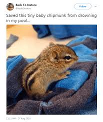 There is often no struggle or splashing, no cry for help. This Twitter Account Is All About Animal Tweets That Will Fill Your Heart With Joy I Can Has Cheezburger