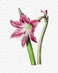Hand Drawn Pink Amaryllis Flower Design Element Free Image By Rawpixel Com Gade Pink Amaryllis Amaryllis Flowers Amaryllis