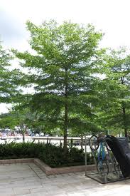 Image result for Terminalia mantaly