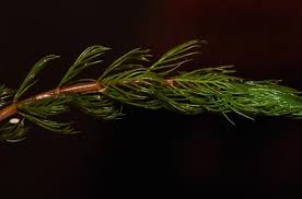 Image result for Haloragaceae