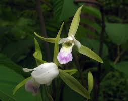 Image result for Eulophia tuberculata