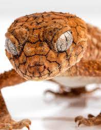 We offer secure online order processing and free shipping nationwide. Notebook Rough Knob Gecko Geckos Reptile Lizard Lizards Reptiles Skin Wild Pages Press 9781687291707 Amazon Com Books