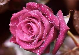 Pink Roses 284 29 Jpg 1024 715 Pink Rose Pictures Rose Flower Pictures Rose Pictures