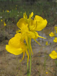 Image result for Utricularia tortilis