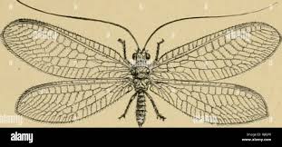 Australian insects. Insects. NEUROPTERA. 65 means of protection against  other larvae that might other- wise find and devour them. The larvae are  active little crea- tures with large heads furnished with