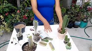 Usa estas sugerencias para responderlas de la mejor manera. Como Reproducir Cactus Por Esquejes Corte Youtube