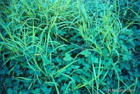 Image result for Desmodium intortum