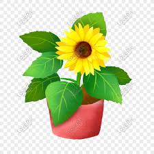 Menurut cerita yang berkembang, bangsa spanyol yang menjelajah benua amerika di masa lampau mengira bunga matahari terbuat dari emas murni. Pot Bunga Matahari æŠ  Png Bahan Lapisan Transparan Png Grafik Gambar Unduh Gratis Lovepik