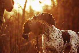 The ultimate german shorthaired pointer breed guide. 15 Best Hunting Dog Breeds Hiconsumption