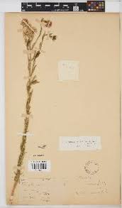 Image result for Oliverella rubroviridis