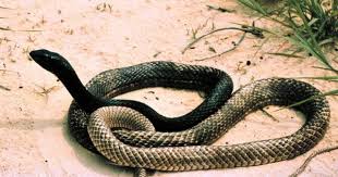 Black And White Checkered Snake Texas Eastern Coachwhip Animais