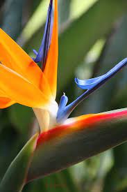 Bird Of Paradise Flower Http Beautifulbirdofparadise Blogspot Com Birds Of Paradise Flower Paradise Flowers Birds Of Paradise Plant