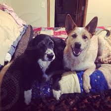 Thank you for value time on my videos. Black And White Cocker Spaniel Beside The Fawn Indian Pariah Lying On The Bed By Mandy Koppenstein Photo Stock Snapwire