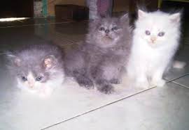 Seakan perpaduan antara dark angel dengan white angel. Jual Kucing Persia Flatnose Temukan Kucing Anda Disiniii