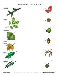 Identifying fruit trees by their leaves. Match The Tree To Its Fruit Puu Ja Viljade Sobitamine Leaf Identification Nature School Nature Education