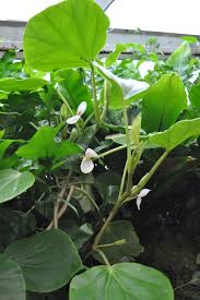 Image result for Begonia ampla