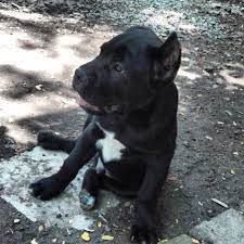 satilik cane corso yavru istanbul 05073338262 cane corso istanbul