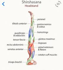 Pin By Monica Romero On Yoga Yoga Anatomy Yoga Muscles Yoga Asanas