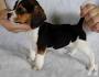POCKET AND MINI BEAGLES: Things to know before you buy