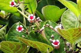 Công dụng chữa bệnh không ngờ của lá mơ tam thể – Hypo