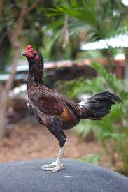 .sabung vietnam pukul mati ayam laga vietnam, foto ayam sabung vietnam, gambar ayam sabung vietnam, sabung ayam bangkok vs vietnam, download video sabung ayam di vietnam. This Rooster Have Beautiful Beard In Thailand Ayam
