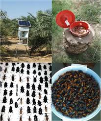 Some of the company's 5,000 pest control. Insect Pest Management In Organic Farming System Intechopen