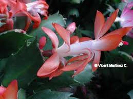 × buckleyi este cactus requiere un período de descanso que lo ayude a florecer nuevamente, de febrero a marzo. Cactus De Navidad Botanical Online