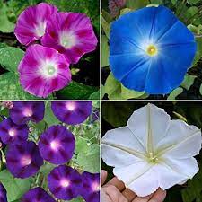 Buy Morning Glory Flower Seeds Flower Seeds Moonflower Vine Moon Flower