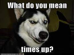 What Do You Mean Times Up Siberian Husky Husky Funny Dog Quotes Funny