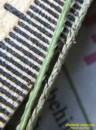 Image result for Digitaria compressa