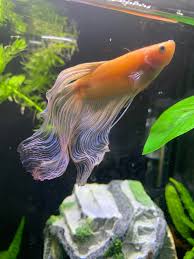 Clamped Fins Help Needed With Diagnosis Bettafish