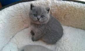 Long Hair Burmese Cat Age 3 To 6 Month Cat Breed British Longhair Fur