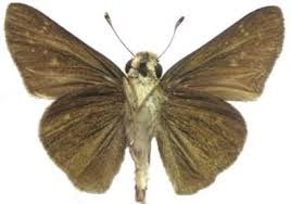 Image result for Hypolytrum heteromorphum