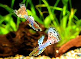 Gaji uppkb / gaji uppkb sidang jembatan timbang sibolangit pungli sejak 11 tahun besaran gaji pppk 2021 ternyata gaji pppk lebih besar. Gaji Uppkb How Many Hours Do Guppies Sleep Kami Ingin Mengingatkan Penjawat Awam Supaya Sentiasa Menggunakan Url Sistem Epenyata Gaji Dan Laporan Yang Sah Sahaja Untuk Mendapat Penyata Gaji Bulanan