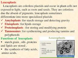 Plastids: Definition, Structure, Types, Functions And Diagram