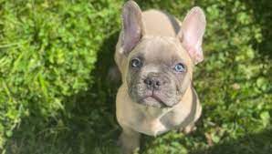 Contact cleveland french bulldog breeders near you using our free french bulldog breeder search tool below! 10 Stolen French Bulldogs Found In Ottawa Co Woodtv Com