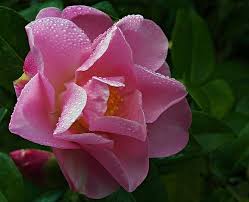 Nicky Crisp Plant Nursery Camellia Flowers