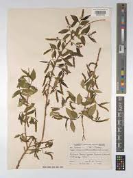 Image result for Sclerocroton