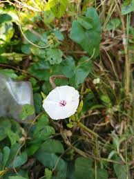 Image result for Ipomoea vernalis