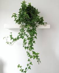 The Best Lead To Basic Care Of Houseplants Continue With The Tips At The Image Link In 2020 Air Cleaning Plants Ivy Plant Indoor House Plants