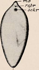 See more ideas about liver fluke, liver, ebi. Fasciola Hepatica Wikiwand