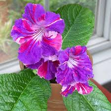 Image result for Streptocarpus erubescens